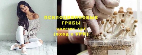 прущие грибы Горно-Алтайск